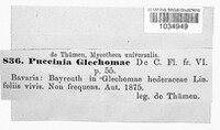Puccinia glechomatis image